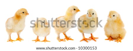 http://image.shutterstock.com/display_pic_with_logo/64885/64885,1205339719,4/stock-photo-adorable-chicks-a-over-white-background-10300153.jpg