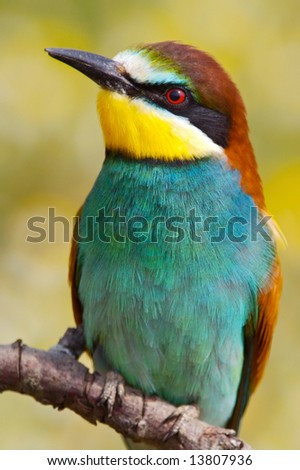 Photo of a bird of colors of the rainbow