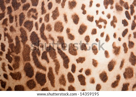Animal background - leopard pattern texture -