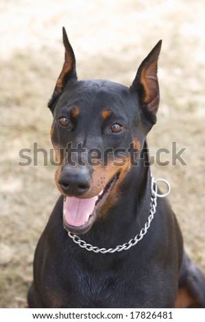 Doberman Dog Black