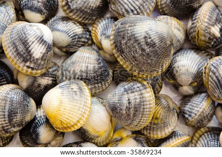 Fresh seafood - shells of shellfish for texture -