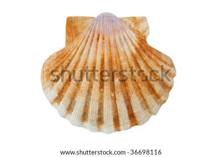 scallop shell symbolism