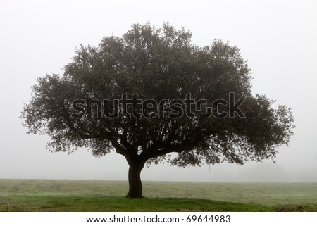 Large lone tree surrounded by fog
