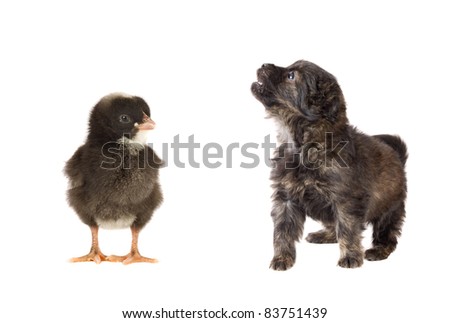 Cute puppy dog and a little chicken on white background