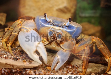 Rainbow crab