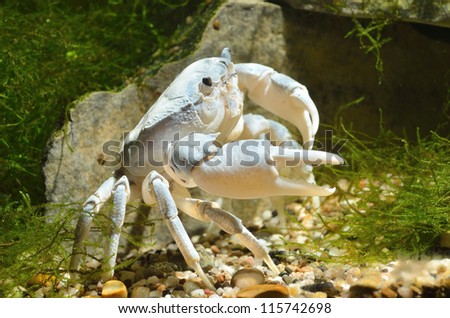 river crab Potamon sp. in natural environment