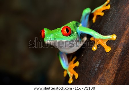 red-eye frog  Agalychnis callidryas in terrarium