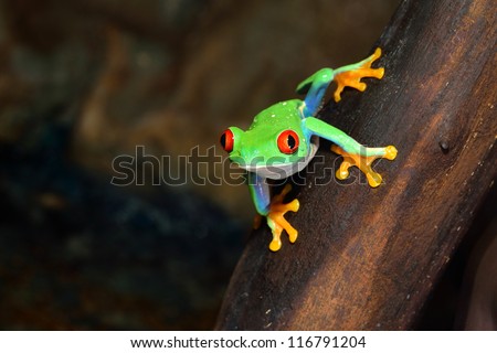 red-eye tree frog  Agalychnis callidryas in terrarium