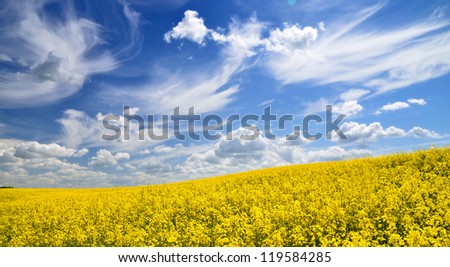 yellow rapeseed field in Latvia