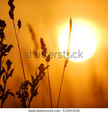 Grass Close-Up Against Setting Sun
