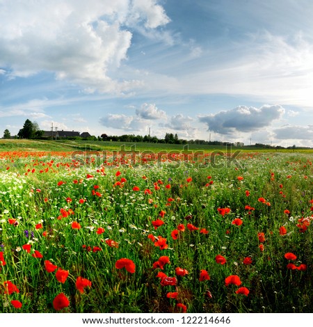 a poppy field and a country view in Latvia