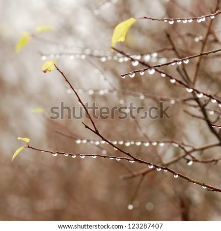 water drops on tree sticks in Fall season. Close-up, shallow depth of field