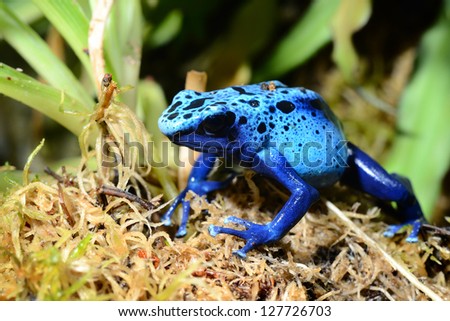 colorful blue frog Dendrobates tinctorius