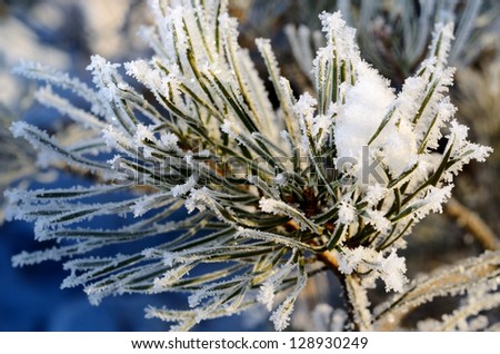 Pine tree covered with hoar-frost