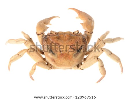River crab potamon isolared on white