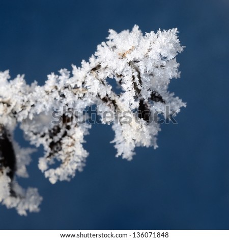 hoar-frost on plants in winter