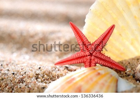 sea star and shells on the sandy beach