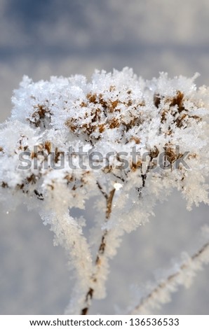 hoar-frost on plant in winter