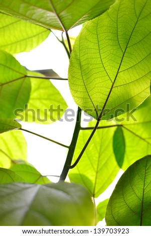 green tropical plants close-up
