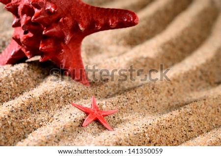 two sea stars on the sandy beach