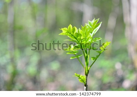 new leaves on tree in spring