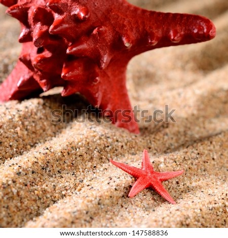 two sea stars on the sandy beach