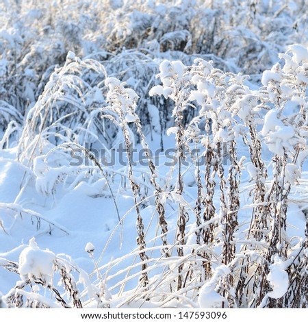 hoar-frost on plants in winter