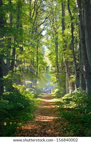 Road in a beautiful forest in the morning