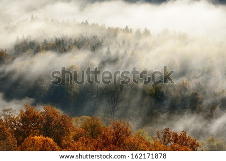 Colorful forest hills covered with mist in Autumn. Sigulda, Latvia.
