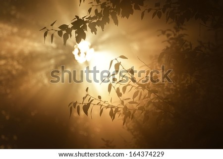 Morning sun in the tree foliage in strong fog
