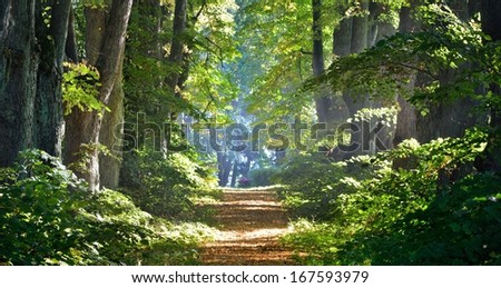 Road In A Beautiful Forest In The Morning