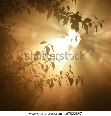 Morning sun in the tree foliage in strong fog
