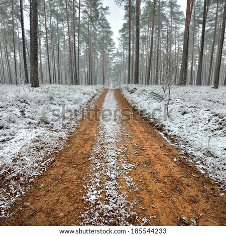First snow in the forest and a sand road