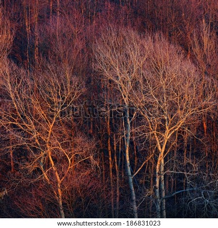 Forest areal view at the sunset. Red and pink trees texture.