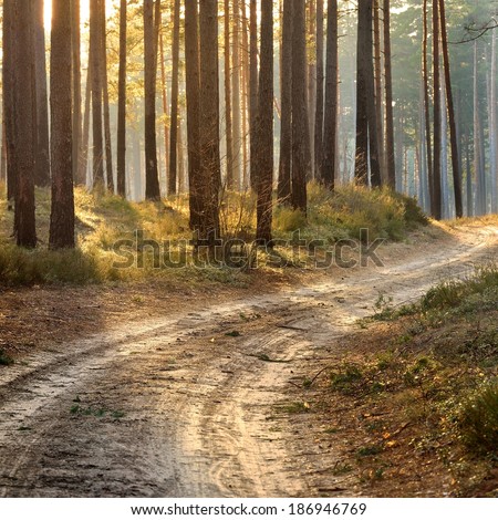 Road in a beautiful forest in the morning