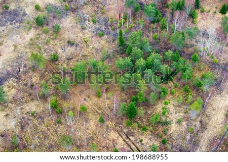 northern forest from areal point of view. Latvia.