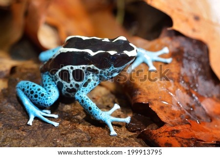 Blue dart frog Dendrobates tinctorius, form \