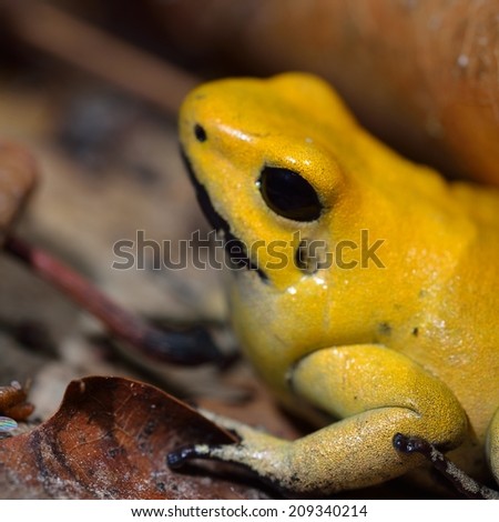 Golden Poison Frog Phyllobates terribilis in terrarium