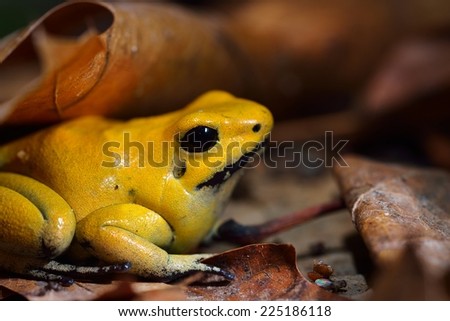 Golden Poison Frog Phyllobates terribilis in terrarium