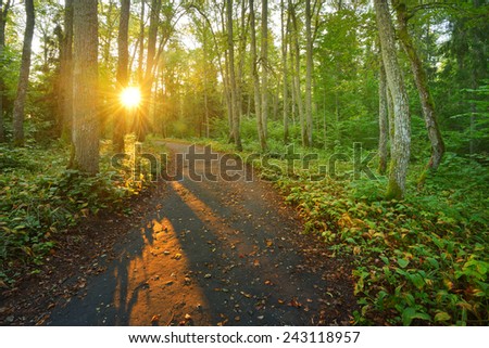 A road in the morning forest. Latvia