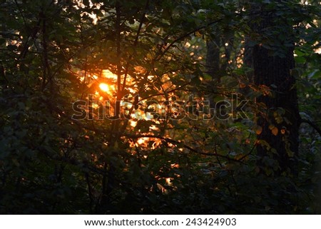 Morning sun in the foliage