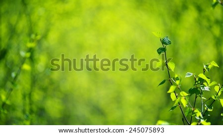 Young birch trees background