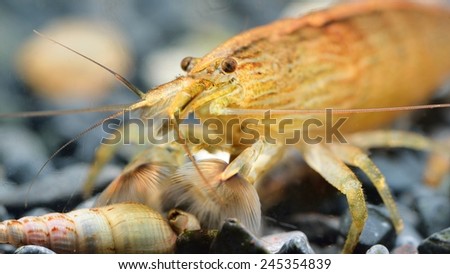 Southeast Asia shrimp from a genus Atiopsis in aquarium