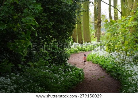 A road in the forest and the blooming wild garlic (Allium ursinum) in Stochemhoeve, Leiden, the Netherlands