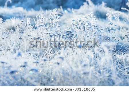 Frozen plants in winter with the hoar-frost