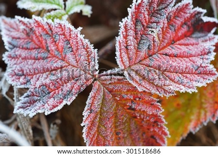 Frozen plants in winter with the hoar-frost