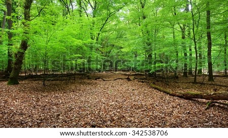 Spring forest in Veluwe, the Netherlands