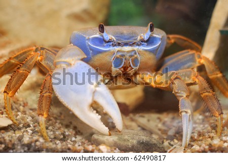 Caranguejo Arco-Iris - Cardisoma armatum Stock-photo-mature-female-rainbow-crab-cardisoma-armatum-in-aquarium-62490817