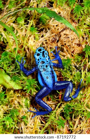 colorful blue frog in natural environment