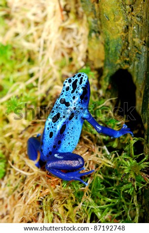 colorful blue frog in natural environment